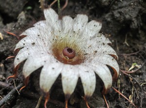 Bunga Rhizanthes Mekar Di Bengkulu