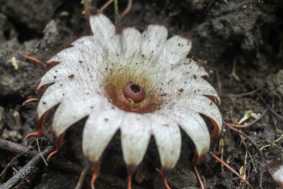 Bunga Rhizanthes Mekar Di Bengkulu