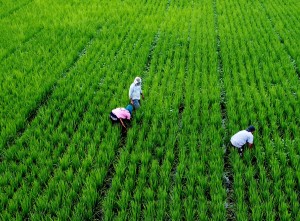 Nilai Tukar Petani Meningkat