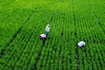 Nilai Tukar Petani Meningkat