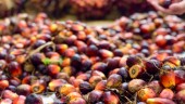 Tunas Baru Lampung (TBLA) Siap Sambut Penerapan B40 Tahun Depan