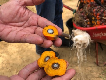 Harga Sawit Riau Pekan Ini Naik Menjadi Rp3.730,14 per Kg