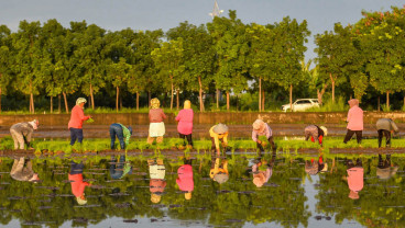 Target Pengembangan Lahan Sawah