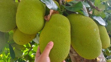 Manis dan Legit, Intip 10 Manfaat Buah Nangka