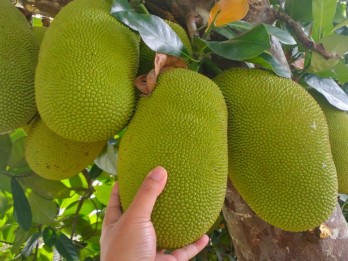 Manis dan Legit, Intip 10 Manfaat Buah Nangka