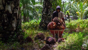 Berkah Emiten Sawit dari Reli Harga CPO dan Program B40 Prabowo