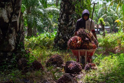 Berkah Emiten Sawit dari Reli Harga CPO dan Program B40 Prabowo