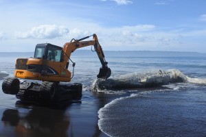 Paus Hidung Botol Terdampar Di Pantai Jember