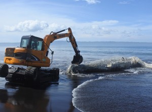 Paus Hidung Botol Terdampar Di Pantai Jember