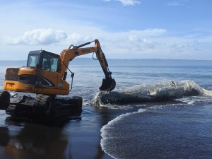 Seekor Paus Hidung Botol (Hyperoodon) mati dan terdampar di Pantai Nyamplong Kobong, Desa Kepanjen, Gumukmas. Jember, Jawa Timur.