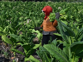 APTI Tolak Diversifikasi Tanaman Tembakau, Ini Alasannya