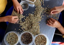 Penyebab Lain Harga Kopi Makin Pahit