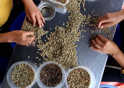 Penyebab Lain Harga Kopi Makin Pahit