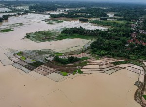 Lahan Persawahan Terendam Banjir Di Kabupaten Serang