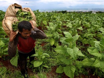 Tumbuh Kuat Industri Tembakau Sokong Ekonomi Kala Regulasi Mencekam