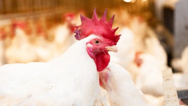 FAKTA UNIK: Ada Ayam Bisa Hidup Selama 18 Bulan Tanpa Kepala