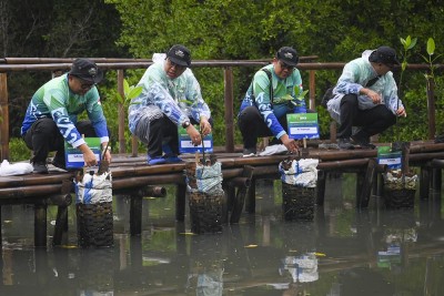 BPKH Tanam Mangrove Di Pesisir Jakarta