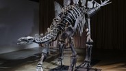 Fosil Dinosaurus Termahal Dipamerkan di New York