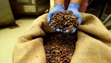 Menuju 2025, Harga Kakao dan Cokelat Kian Pahit?