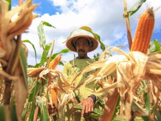 Menko Zulhas Bakal Latih Petani untuk Panen Jagung Industri