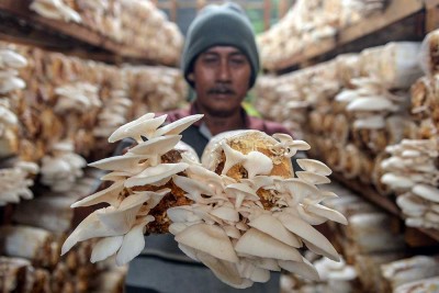 Budidaya Jamur Dengan Media Tanam Organik di Banten