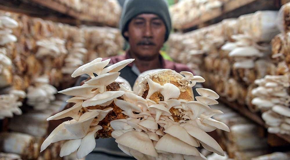 Budidaya Jamur Dengan Media Tanam Organik di Banten