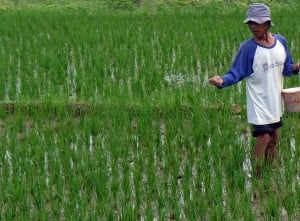 Serapan pupuk bersubsidi di Jawa Tengah Telah Mencapai 60,23%