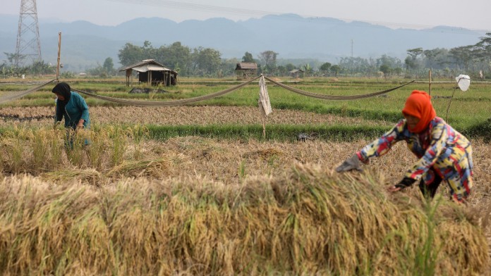 Indonesia Berisiko Hadapi Kemarau Lebih Kering Imbas Perubahan Iklim, Ancam Ketahanan Pangan