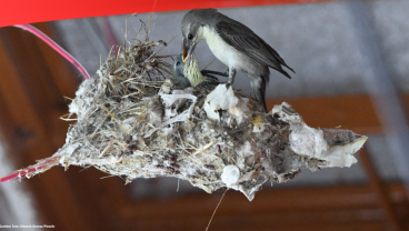 How Exporters Profit from Selling Bird’s Nests