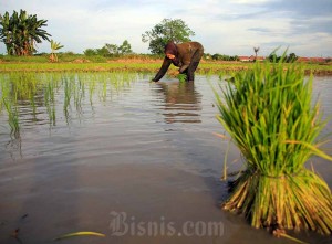 Kementerian Pertanian Garap Lahan Untuk Capai Swasembada Pangan