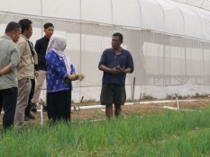 Petani Bawang Merah di Palu Didorong Meningkatkan Produksi