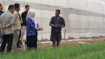 Petani Bawang Merah di Palu Didorong Meningkatkan Produksi