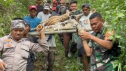 Petugas Evakuasi Harimau Betina Masuk Perangkap di Lampung Barat