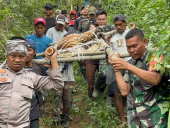 Petugas Evakuasi Harimau Betina Masuk Perangkap di Lampung Barat