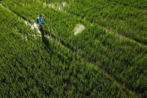 Target Pembukaan Lahan Persawahan Baru Di Sulawesi Tenggara