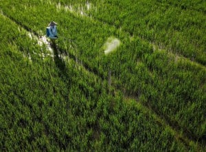 Target Pembukaan Lahan Persawahan Baru Di Sulawesi Tenggara