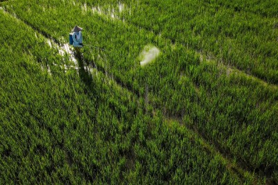 Target Pembukaan Lahan Persawahan Baru Di Sulawesi Tenggara