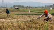 Kejar Swasembada Pangan 2027, Pemerintah Bakal Optimalisasi 3 Juta Hektare Sawah