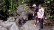 Gajah di Taman Satwa Bali Zoo Mati Terseret Arus Sungai