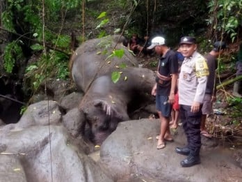 Gajah di Taman Satwa Bali Zoo Mati Terseret Arus Sungai