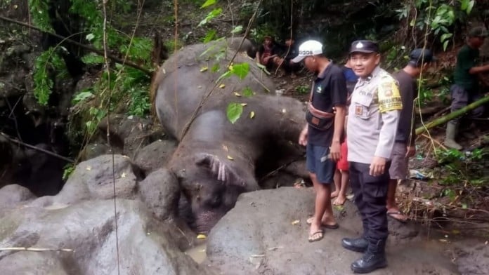 Gajah di Taman Satwa Bali Zoo Mati Terseret Arus Sungai