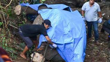 Evakuasi Gajah Mati Terseret Arus Sungai
