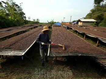 Kopi Robusta Sleman Kantongi Sertifikat Indikasi Geografis