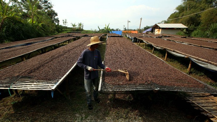 Kopi Robusta Sleman Kantongi Sertifikat Indikasi Geografis