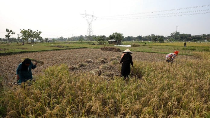 RI Diterpa La Nina hingga April 2025, Pemerintah Diminta Jaga Pasokan Pangan