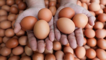 Telur Ayam Ras Segar Mulai Langka di Kabupaten Cirebon