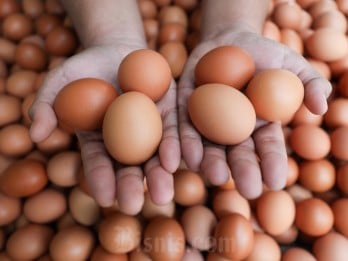 Telur Ayam Ras Segar Mulai Langka di Kabupaten Cirebon