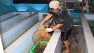 Pusat Bakal Bangun 20.000 Hektare Tambak Ikan di Jabar Mulai 2025