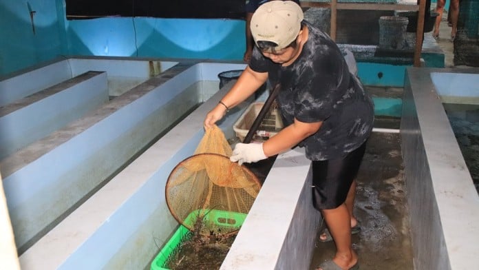 Pusat Bakal Bangun 20.000 Hektare Tambak Ikan di Jabar Mulai 2025