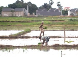 Pemerintah Tidak Akan Mengenakan Tarif PPN 12% Untuk Beras Premium Pada 2025